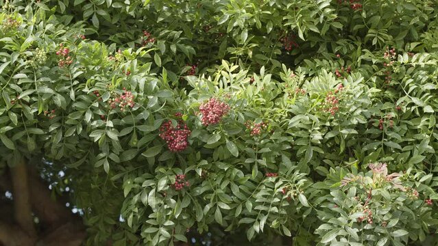 Pink pepper growing on the Brazilian pepper tree - Schinus terebinthifolius, aroeira plant. 