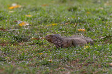 Green iguana (Iguana iguana) Iguanidae family.