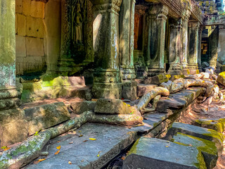 Ta Prohm, a mysterious temple of the Khmer civilization, located on the territory of Angkor in...