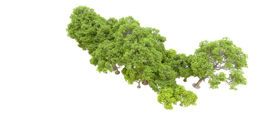Obraz premium Green forest isolated on background. 3d rendering - illustration