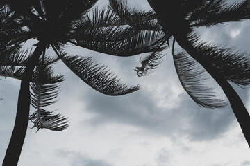 See sky through coconut tree leaves, low angle view