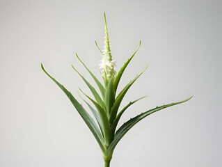 Aloe vera flower in studio background, single aloe vera flower, Beautiful flower, ai generated image