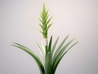 Aloe vera flower in studio background, single aloe vera flower, Beautiful flower, ai generated image