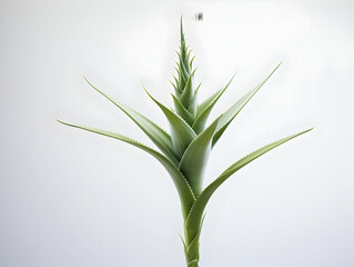 Aloe vera flower in studio background, single aloe vera flower, Beautiful flower, ai generated image