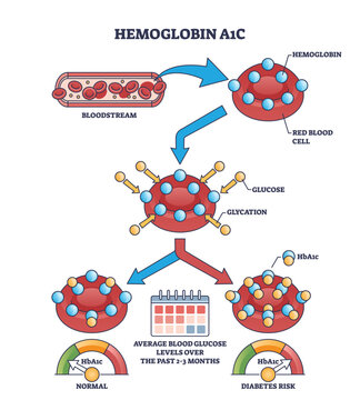 Hemoglobin A1C or HbA1c test for sugar level in bloodstream outline diagram. Labeled educational scheme with laboratory measurement for diabetes glucose and glycation checkup vector illustration.