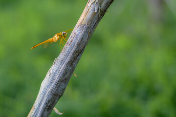 Yellow dragonfly perched on a branch