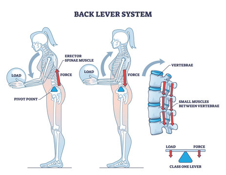 Back lever system with vertebrae bone movement on lever outline diagram. Labeled educational physical principles for human skeleton or muscle work with load, force and pivot point vector illustration