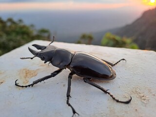 stag beetle on the ground