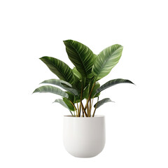  Plant with White Pot
