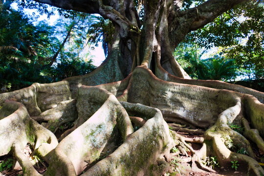 The roots of a giant fig tree