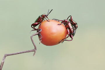 Three frog leg beetles are foraging on ripe tomato fruit. These beautiful colored insects like...
