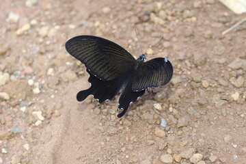 butterfly on the ground