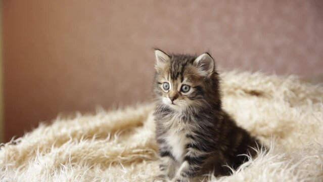 cute little fluffy pet kitten is sitting on a fur blanket looking at the camera