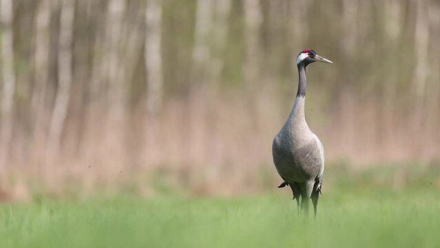 Wild common crane, grus grus, walking on hay field in spring nature. Large feathered bird landing on meadow from side view. Animal wildlife in wilderness Poland Europe spring time meadow