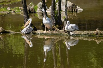 pelican swims on water in nature