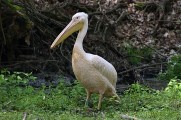 pelican swims on water in nature