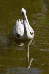 pelican swims on water in nature