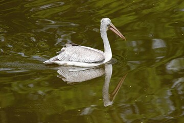pelican swims on water in nature
