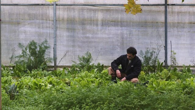 In the heart of an urban greenhouse, a man with curly hair, clad in a practical black jacket and beige trousers, kneels among rows of lush lettuce leaves, the plants a vibrant green against the muted