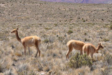 animais, fauna, cervidae, natureza, mamífero, inóspito, antílope, relva, safári, ave, argentina, animais, paisagem, braun, dólar, guanaco, parque, argentina