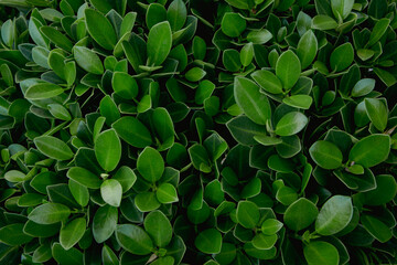 green leaves background
