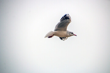 A large seagull with open black wings flies in a gray cloudy sky