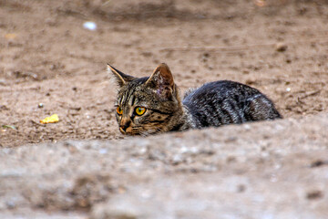 A gray tabby cat with yellow eyes sits on the ground behind a concrete slab
