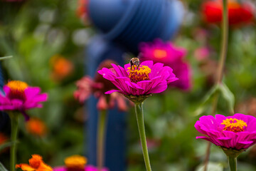 A small bee is looking for nectar in the core of a pink flower against the background of a green flowerbed.