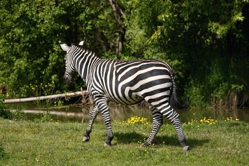 zebra resting on a summer day