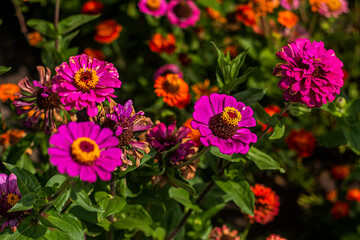 Many different beautiful purple and pink flowers in a flowerbed close-up