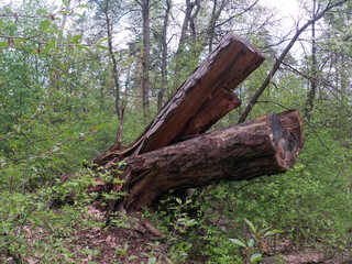trees cut down in Partizanska Slava park in Kyiv, Ukraine