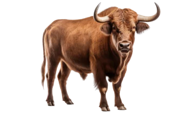 Afwasbaar fotobehang Strongest dark brown bull with muscles and long horns portrait looking at camera isolated on clear png background, Animals Fighter concept © TANATPON