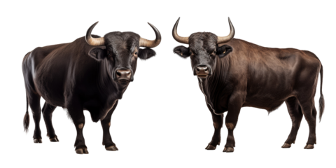 Strongest dark brown bull with muscles and long horns portrait looking at camera isolated on clear png background, Animals Fighter concept