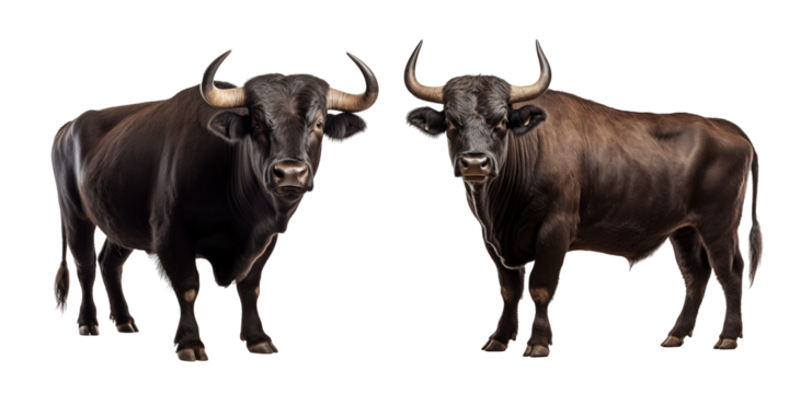 Strongest dark brown bull with muscles and long horns portrait looking at camera isolated on clear png background, Animals Fighter concept