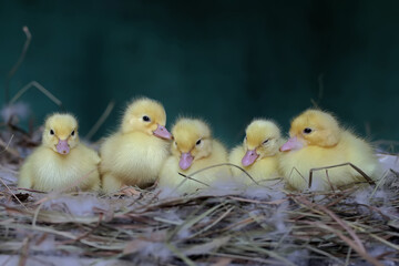 A number of newly hatched baby Muscovy ducks resting in their nest. This duck has the scientific name Cairina moschata.