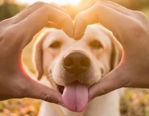 Fotobehang hands form a heart through which a cute dog looks © Martin