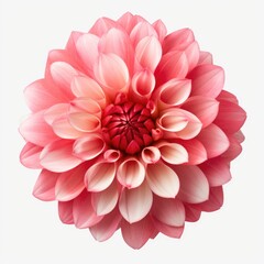 A close up of a pink dahlia flower on a white background.