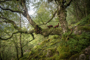 Fototapeta premium Marten in old forest Norway