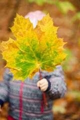 buntes Ahornblatt von einem Kind gehalten im Herbst - 695909169