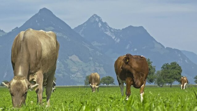 Cow in alpine meadow. Beefmaster cattle in green field. Cow in meadow. Pasture for cattle. Cow in the countryside. Cows graze on summer meadow. Rural landscapes with cows. Cows in a pasture.