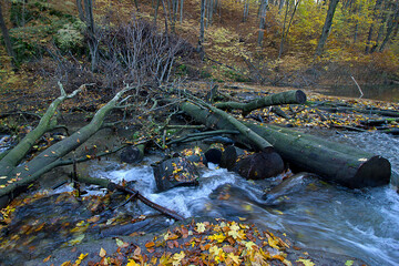  golden autumn in the forest. Landscape with a river in an autumn forest
