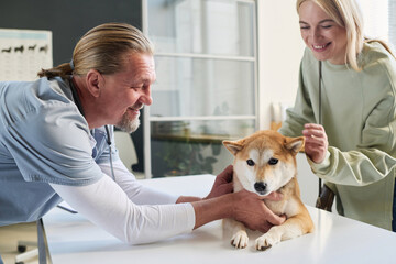 Veterinarian caressing shiba inu during checkup in clinic, cheerful female dog owner standing nearby
