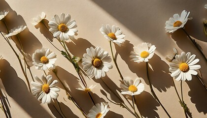 elegant aesthetic chamomile daisy flowers pattern with sunlight shadows on neutral beige background