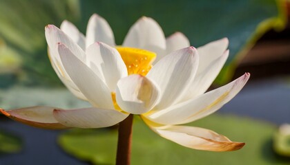 closeup on lotus petal