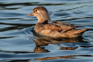 A brown female of a north american wood duck, or a carolina duck, swimming in blue water. Sunny day at a lake.