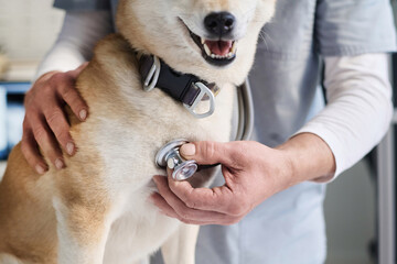 Unknown caucasian male vet listening to heartbeat of dog patient using stethoscope