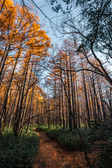 landscape in beautiful forest with colorful trees. Leaves of fall in nature. Autumn season in Kamikochi japan. Road scenery in the jungle on mountain. Beautiful natural autumn colors background.