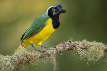 Green Jay perched on a moss-covered branch