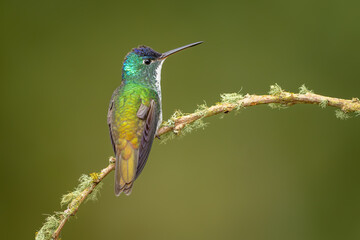 Andean Emerald hummingbird perched on a moss-covered branch