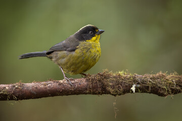 Pale-naped Brushfinch perched on a branch